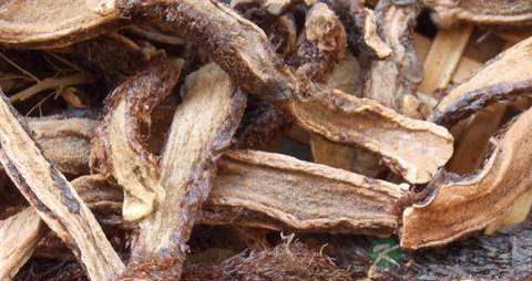 毛姜的药用价值_毛姜的副作用
