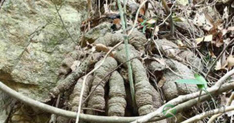 薯莨的功效与作用