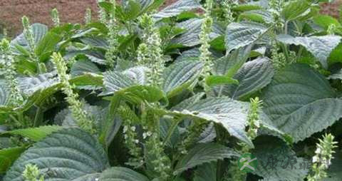 苏子的药用价值_苏子的副作用