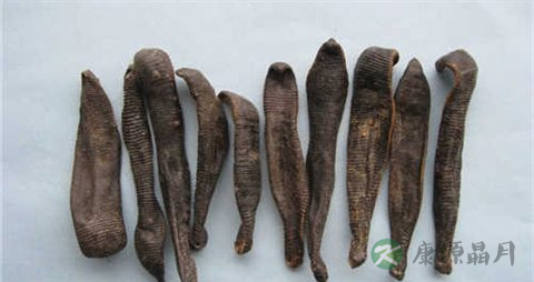 水蛭的药用价值_水蛭的副作用
