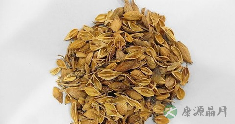 连翘的药用价值_连翘的副作用