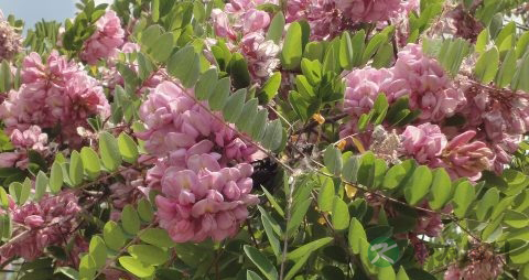 槐花能吃吗