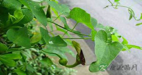 天仙藤的功效与作用