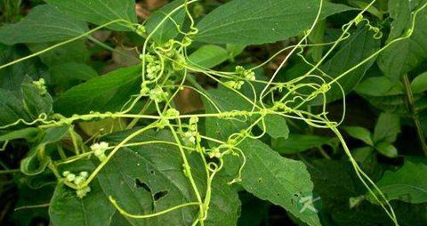 菟丝的药用价值_菟丝的副作用