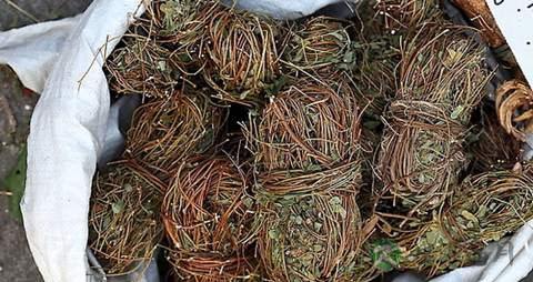 鸡骨草的功效与作用