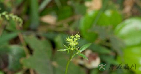 隔山香的药用价值_隔山香的副作用