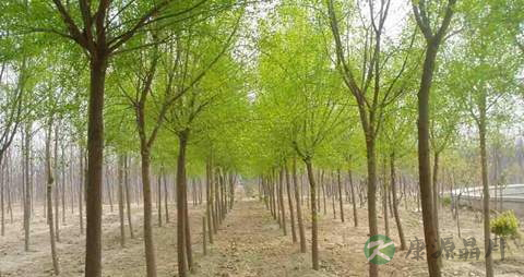 丝棉木的药用价值_丝棉木的副作用