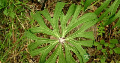 兔儿伞的药用价值_兔儿伞的副作用