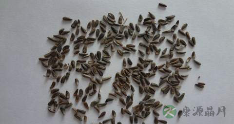 牛蒡子的药用价值_牛蒡子的副作用