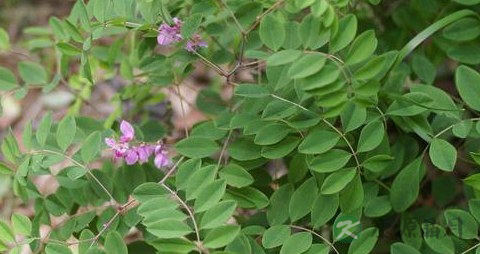 木蓝的药用价值_木蓝的副作用