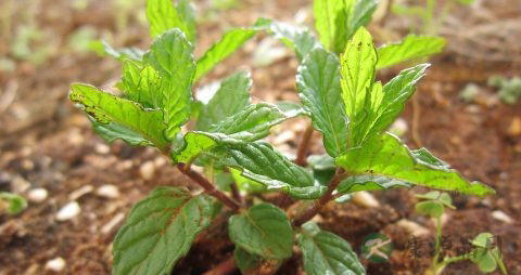 天麻粉一次吃多少