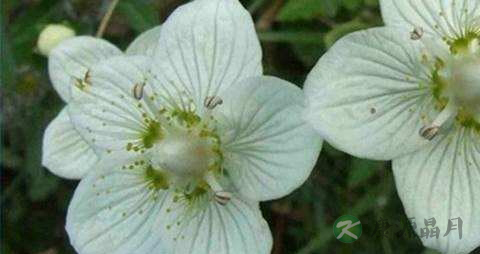 梅花草的药用价值_梅花草的副作用