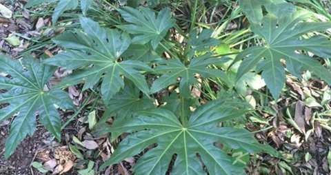 八角金盘的功效与作用