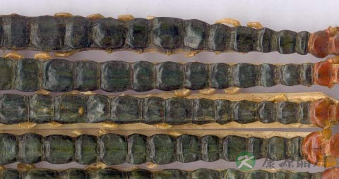 蜈蚣的药用价值_蜈蚣的副作用