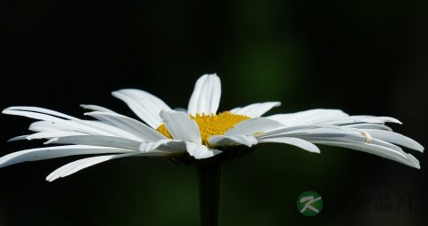 山菊花的药用