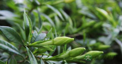 桅子的药用价值_桅子的副作用