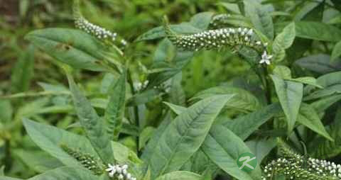 珍珠菜的药用价值_珍珠菜的副作用