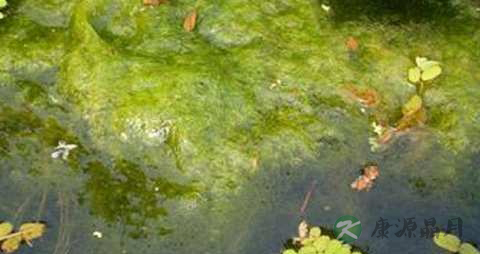 水绵的药用价值_水绵的副作用