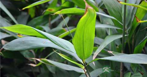 箬叶的功效与作用
