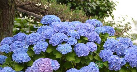 八仙花的药用价值_八仙花的副作用