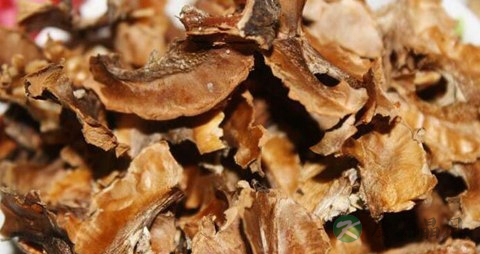 分心木的药用价值_分心木的副作用
