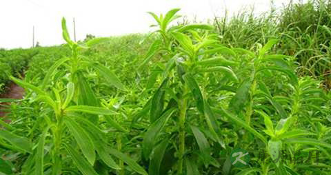 甜叶菊的药用价值_甜叶菊的副作用