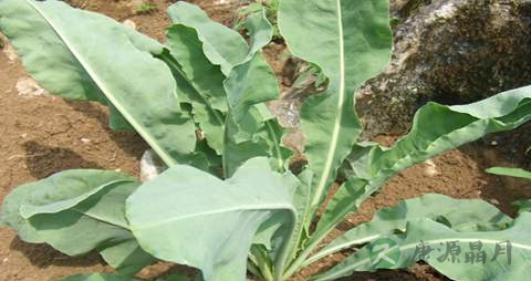 大青叶的药用价值_大青叶的副作用