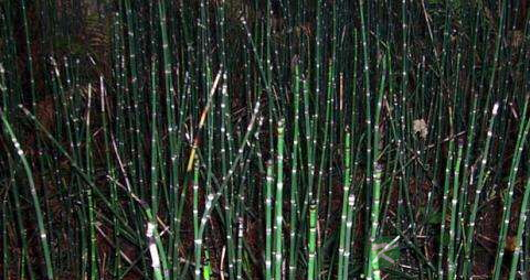 笔筒草的药用价值_笔筒草的副作用