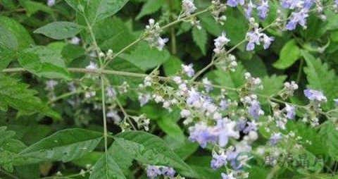牡荆叶的药用价值_牡荆叶的副作用