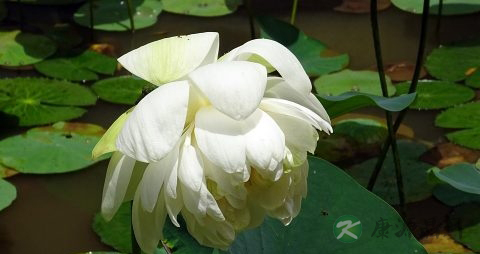 雪莲花治什么病