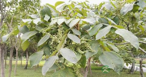 盐肤木的药用价值_盐肤木的副作用