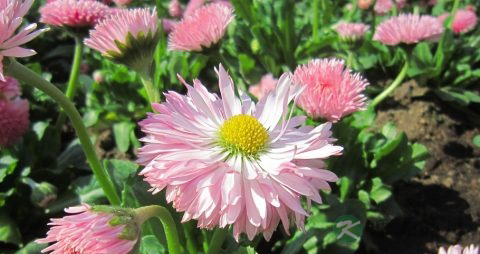 菊花的功效与作用
