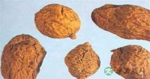 牛胆的功效与作用