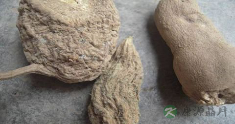 牛胆的功效与作用