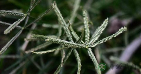 牛筋草的药用价值_牛筋草的副作用