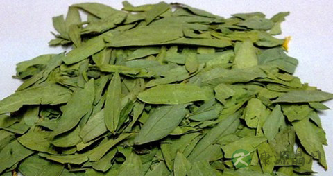 番泻叶的药用价值_番泻叶的副作用