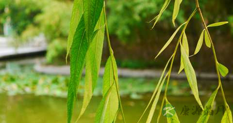 柳叶的药用价值_柳叶的副作用