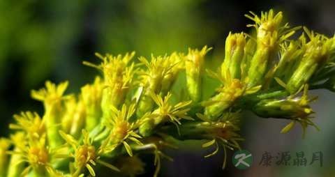 一枝黄花的功效与作用