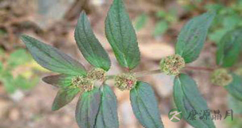 大飞扬的功效与作用