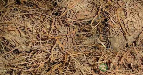 糯稻根的药用价值_糯稻根的副作用
