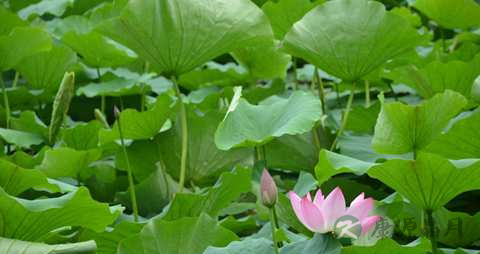 水芙蓉的功效与作用