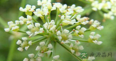 隔山香的药用价值_隔山香的副作用