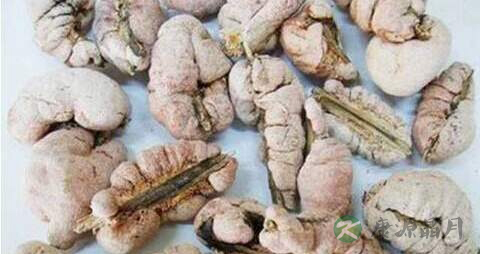 天竺黄的药用价值_天竺黄的副作用