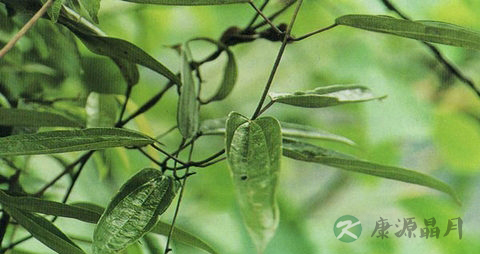 朱砂莲的药用价值_朱砂莲的副作用
