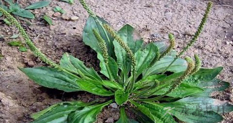 车前草功效有哪些