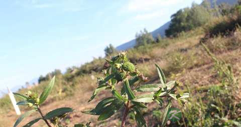 墨旱莲的药用价值_墨旱莲的副作用