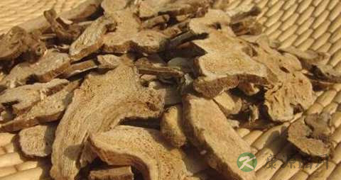 生地黄的药用价值_生地黄的副作用