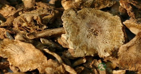 独活的药用价值_独活的副作用