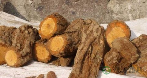 藤梨根的功效与作用