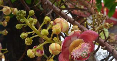 菩提树花的功效与作用
